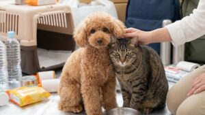避難用品（ペット用キャリーバッグ、水、フード、リュックなど）に囲まれ、飼い主の手に寄り添う茶色のトイプードルとキジトラ猫の様子。