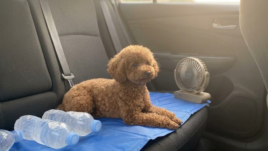 車内で暑さ対策をして休む犬